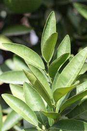                Sun leaves (Iyomikan, Riverside, CA)       