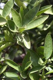                Sun leaves (Iyomikan, Riverside, CA)       