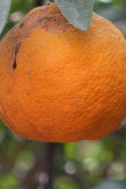              Fruit (Iyomikan, Riverside, CA)   