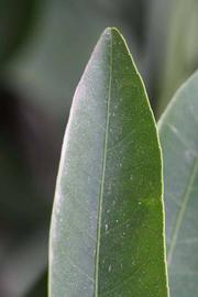              Margin (Riverside, CA)       