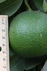              Immature fruit (Iyomikan, Riverside,   CA)   