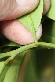              Petiole (Iyomikan, Riverside, CA)   