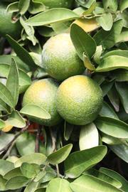              Immature fruit (Iyomikan, Riverside,   CA)   