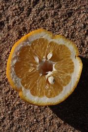                Fruit cross-section (Iyomikan, Riverside,   CA)       