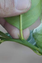              Petiole (Jullundri Khatti, Riverside, CA)       