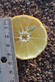            Fruit cross-section (Jullander Khatii, Riverside, CA)   