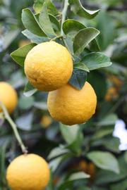            Fruit (Jullundri Khatti, Riverside, CA)   