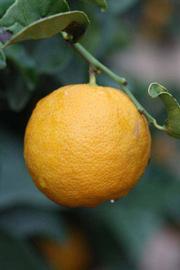            Fruit (Jullundri Khatti, Riverside, CA)   