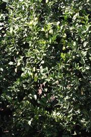            Habit (Jullundri Khatti, Riverside, CA)   