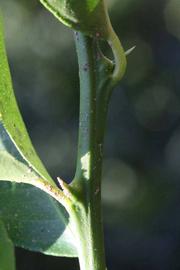            First year twig (Jullundri Khatti, Riverside, CA)   