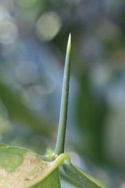              Thorn (Jullundri Khatti, Riverside, CA)       