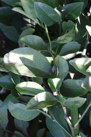              Shade leaves (Jullundri Khatti, Riverside, CA)       