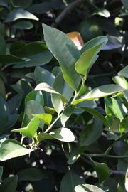              Shade leaves (Jullundri Khatti, Riverside, CA)       