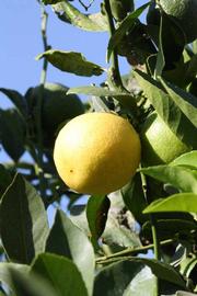            Fruit (Jullundri Khatti, Riverside, CA)   