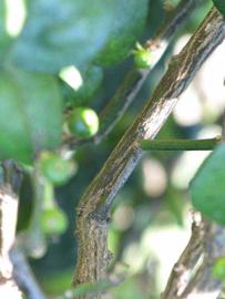                 Second   - third year twig (Kaffir, Winter Haven, FL)       