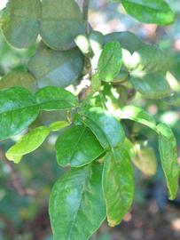                 Shade   leaves (Kaffir, Winter Haven, FL)       