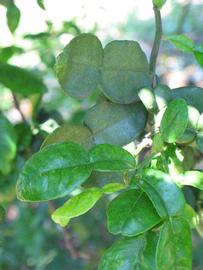                Shade   leaves (Kaffir, Winter Haven, FL)       