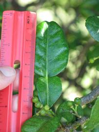                 Unifoliolate   leaf (Kaffir, Winter Haven, FL)       