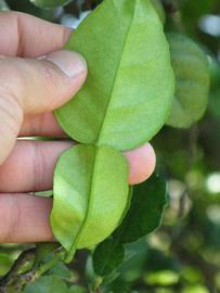                 Petiole   (Kaffir, Winter Haven, FL)       