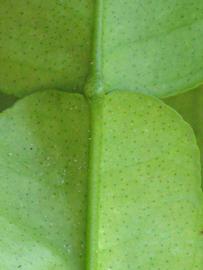                 Petiole   (Kaffir, Winter Haven, FL)       