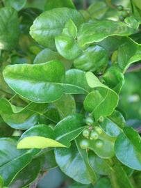                 Shade   leaves (Kaffir, Winter Haven, FL)       
