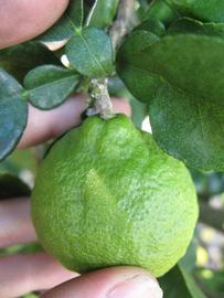              Fruit (Kaffir, Winter Haven, FL)       