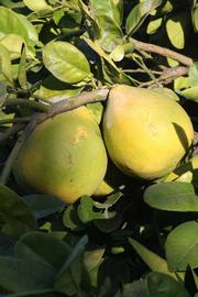              Fruit (Riverside, CA)       