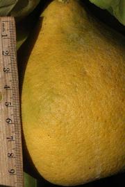              Fruit (Riverside, CA)       