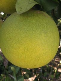              Fruit (Winter Haven, FL)       