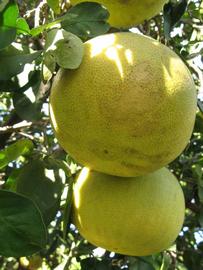              Fruit (Winter Haven, FL)       