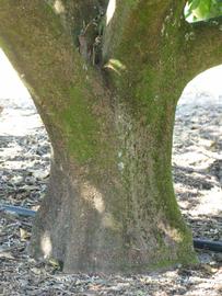            Bark (Winter Haven, FL)   