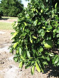              Sun leaves (Winter Haven, FL)       