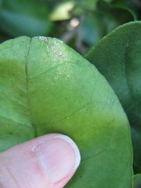              Margin (Winter Haven, FL)       