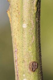            First year twig (Riverside, CA)   