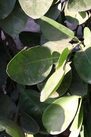              Shade leaves (Riverside, CA)       