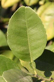              Unifoliolate leaf (Riverside, CA)       