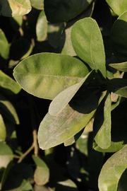              Sun leaves (Riverside, CA)       