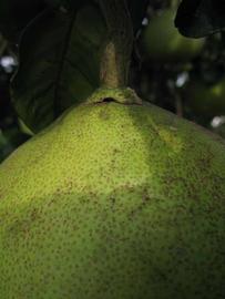              Fruit (Winter Haven, FL)       