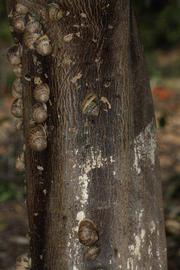            Bark (Riverside, CA)   