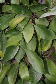              Shade leaves (Riverside, CA)       