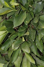              Shade leaves (Riverside, CA)       