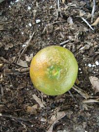              Fruit (Winter Haven, FL)       