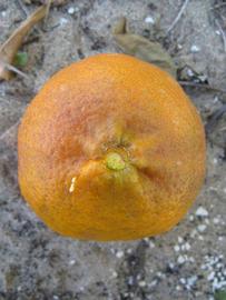              Fruit (Winter Haven, FL)       