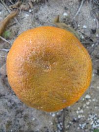              Fruit (Winter Haven, FL)       