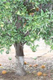            Habit (Riverside, CA)   