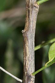              Second - third year twig (Riverside, CA)       