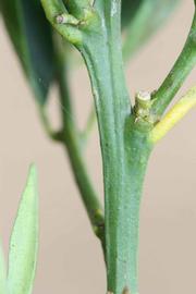            First year twig (Riverside, CA)   