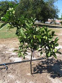            Habit (Winter Haven, FL)   