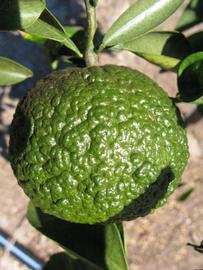            Immature fruit (Winter Haven, FL)   