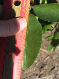              Unifoliolate leaf (Winter Haven, FL)       